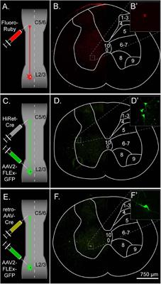 Dual-Viral Transduction Utilizing Highly Efficient Retrograde Lentivirus Improves Labeling of Long Propriospinal Neurons